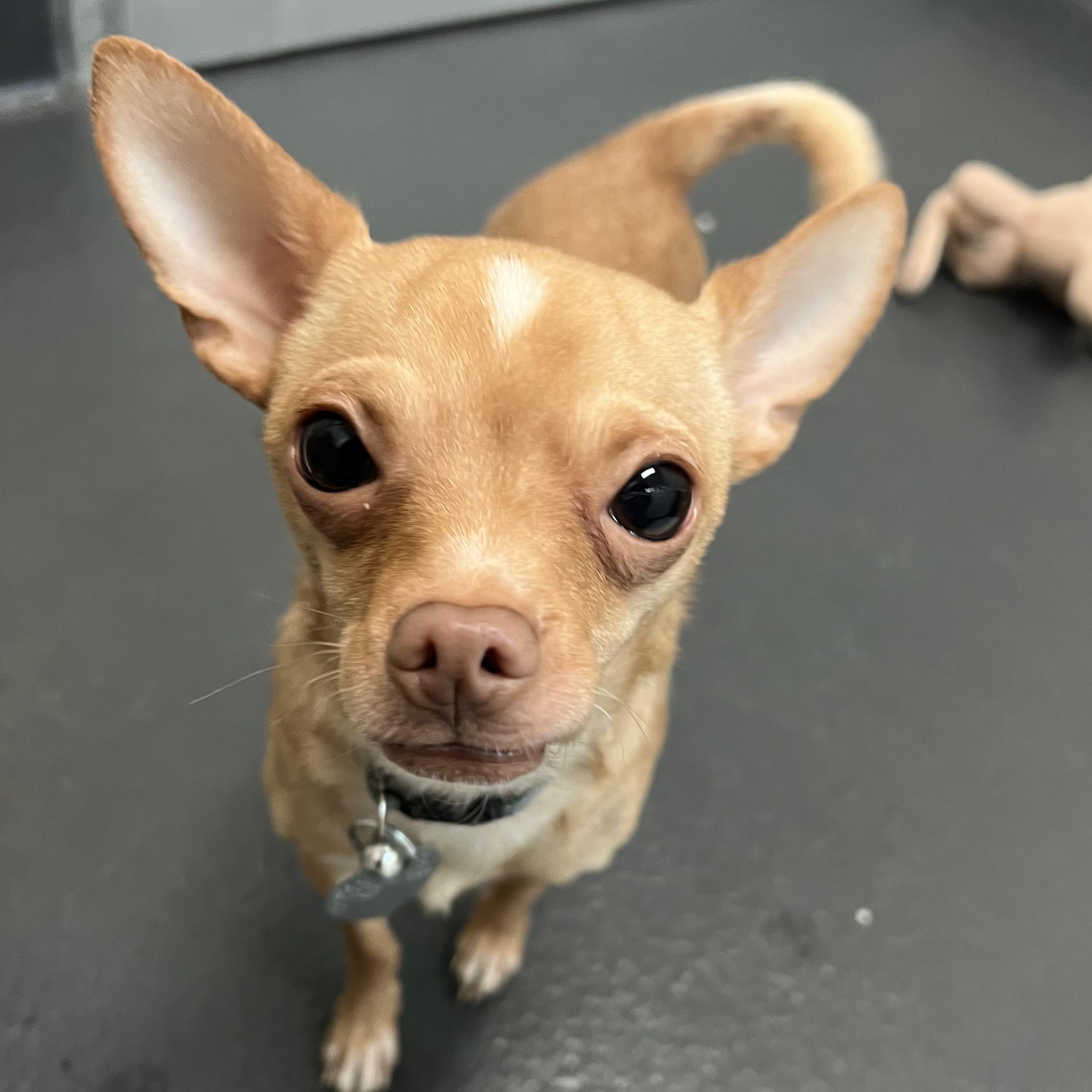 Acey, a ADOPTABLE mixed breed in Ithaca, NY image 1/3