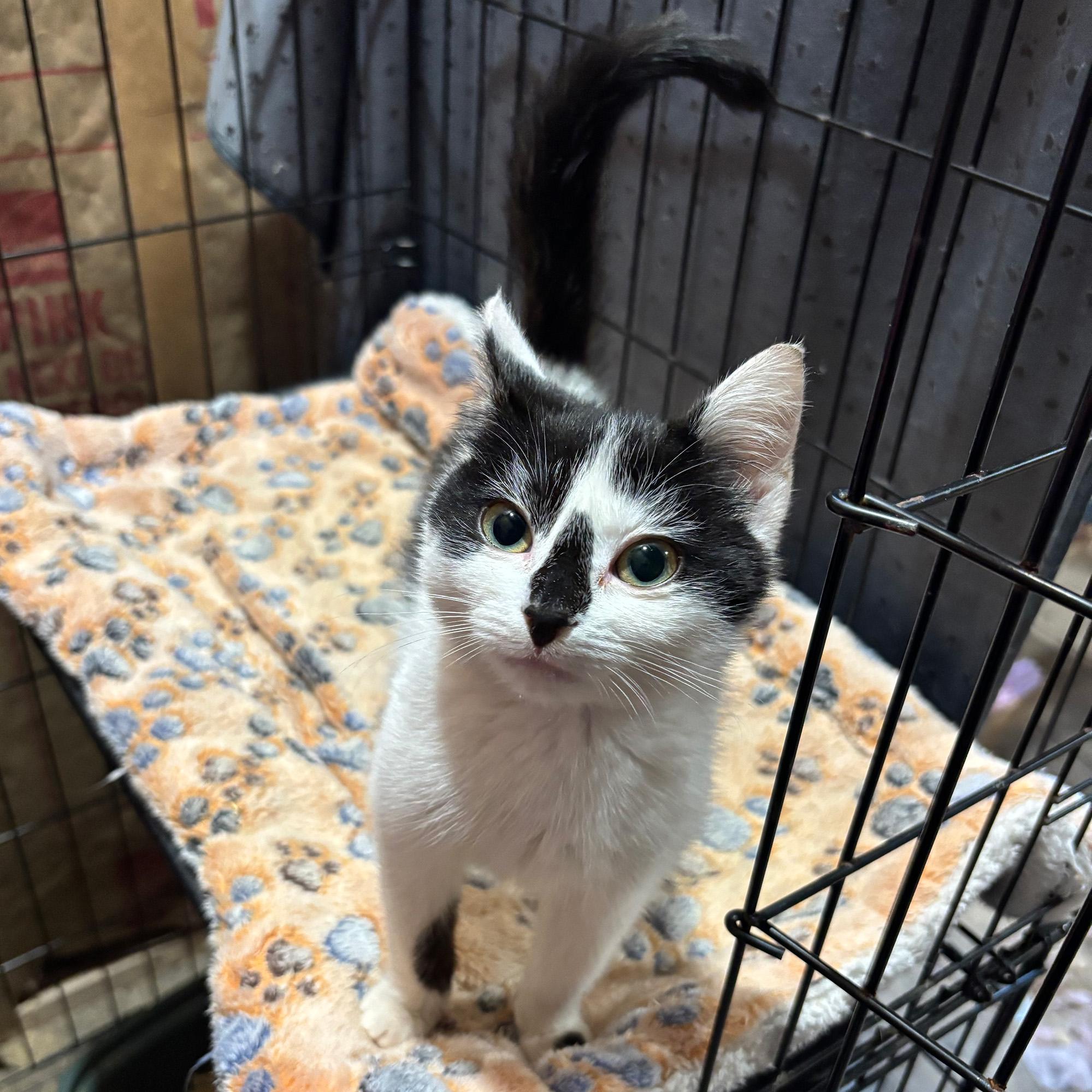 Enlarge Mulch - PENDING ADOPTION, a Adopted Domestic Short Hair in Fair Haven, VT image 1/1