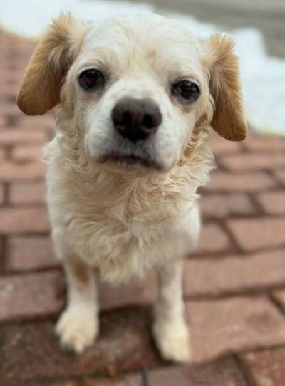 Enlarge Artie, a Adoptable mixed breed in Arlington, VA image 1/3