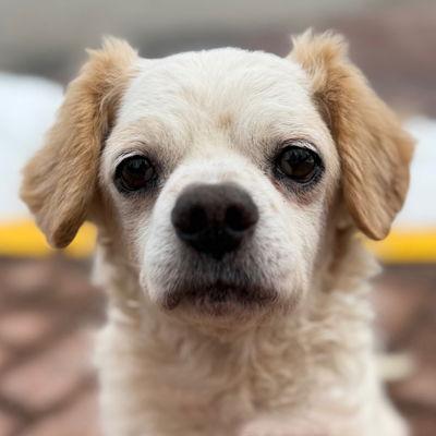 Enlarge Artie, a Adoptable mixed breed in Arlington, VA image 2/3