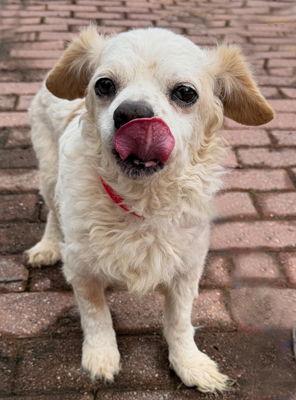 Enlarge Artie, a Adoptable mixed breed in Arlington, VA image 3/3