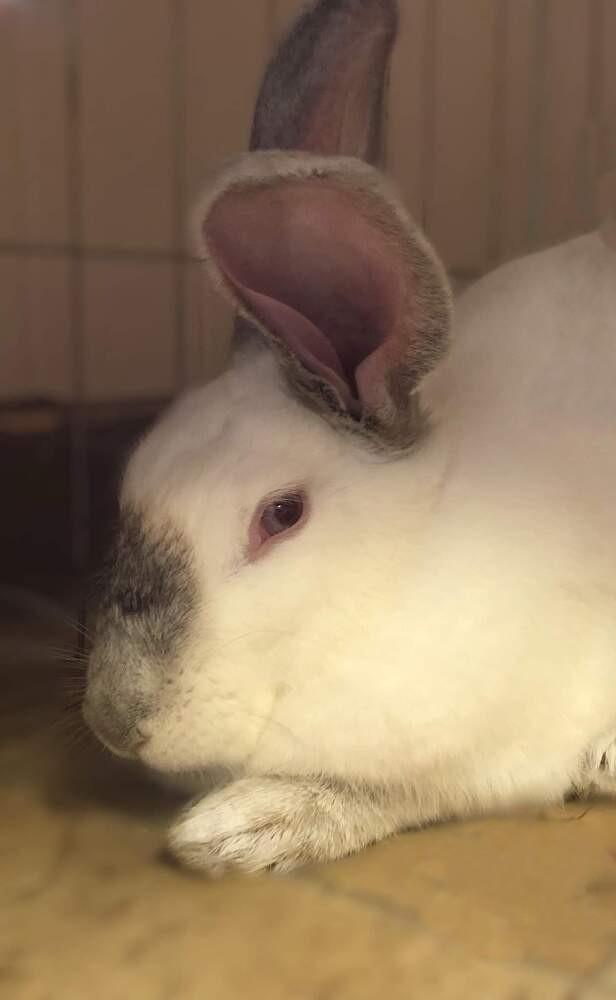 Enlarge Princess Daphne, a ADOPTABLE Californian in Omaha, NE image 1/2