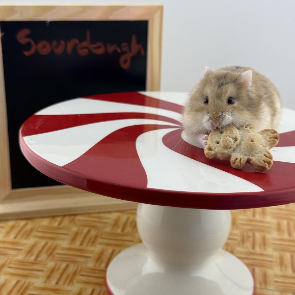Enlarge Sourdough, a Adoptable Dwarf Hamster in Camarillo, CA image 1/1