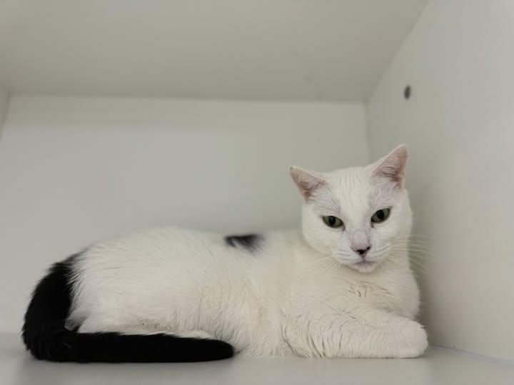 Enlarge Wild Card, a Adoptable Domestic Short Hair in Satellite Beach, FL image 3/3