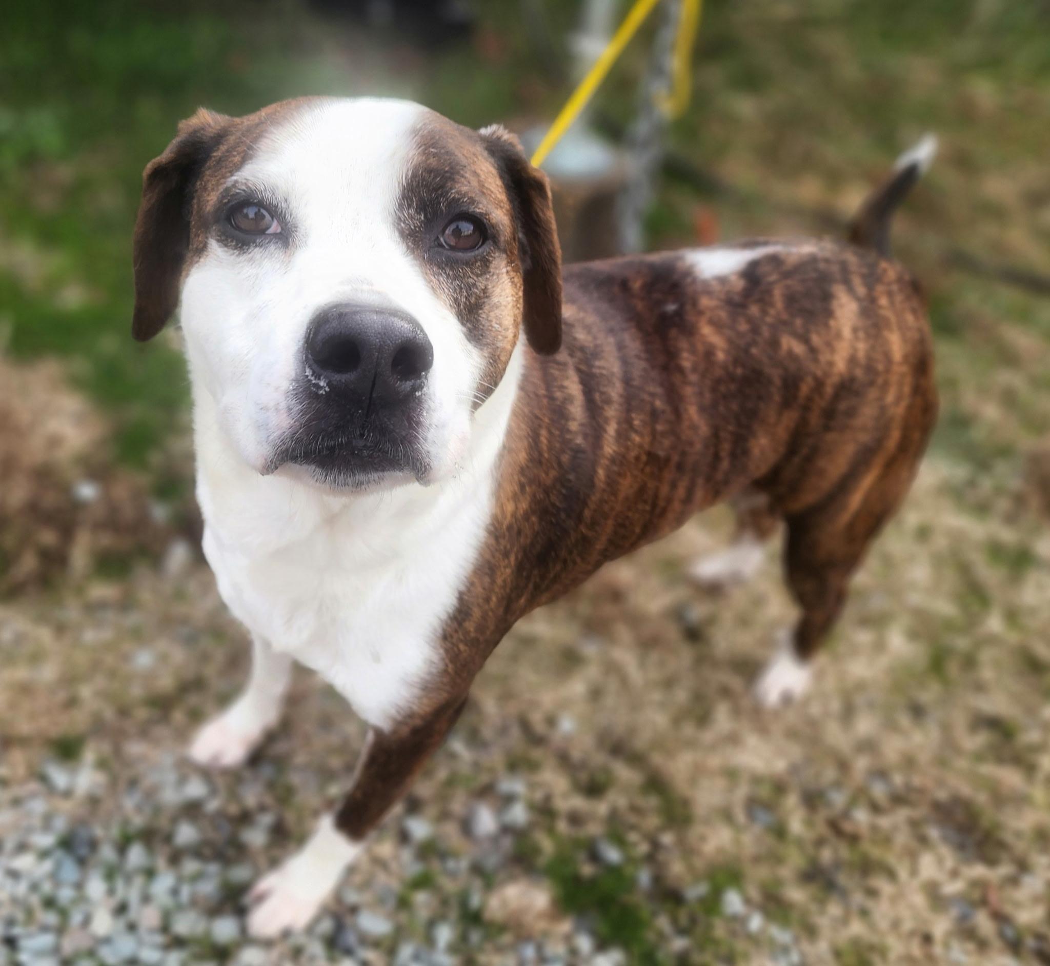 Penelope, ADOPTABLE, Adult Female Hound.