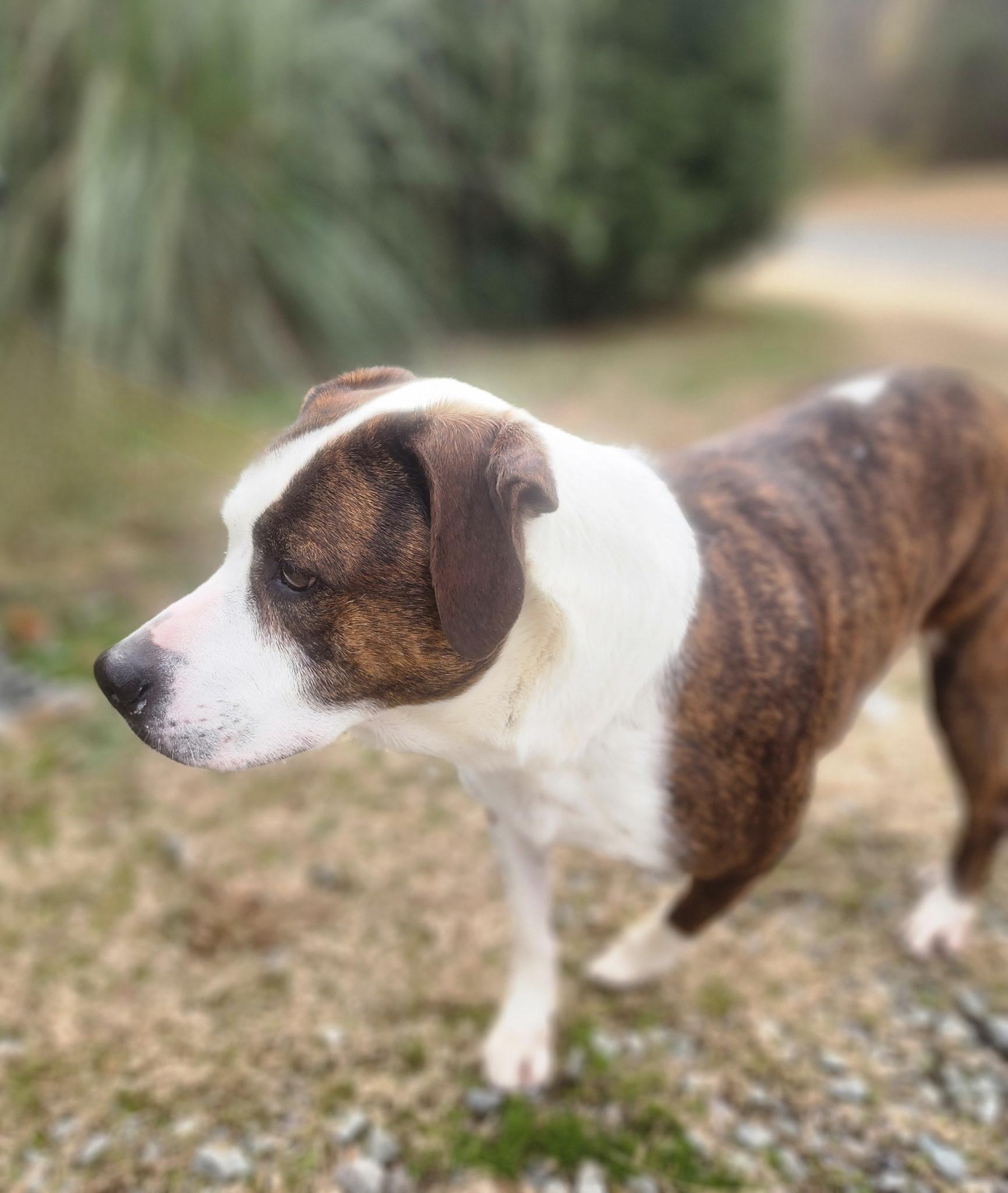 Enlarge Penelope, a ADOPTABLE mixed breed in Manhasset, NY image 2/3