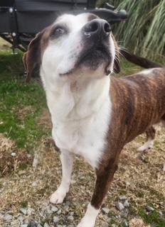 Enlarge Penelope, a ADOPTABLE mixed breed in Manhasset, NY image 3/3