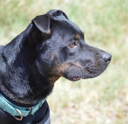 Robbie, Adoptable, Adult Male Rottweiler & Mixed Breed.