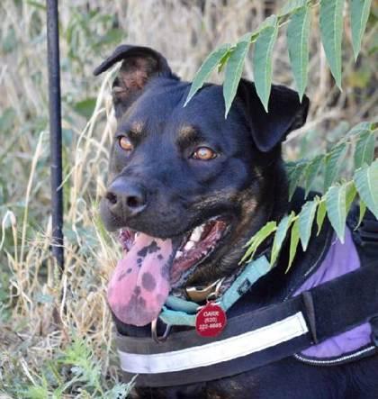 Robbie, a Adoptable mixed breed in Oracle, AZ image 2/3