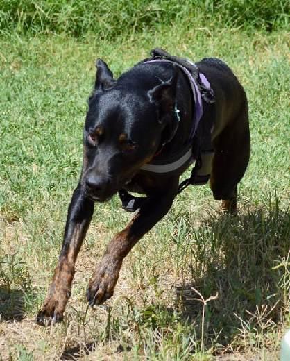 Enlarge Robbie, a Adoptable mixed breed in Oracle, AZ image 3/3