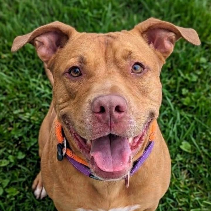 Blessyin, Adoptable, Adult Female Terrier.