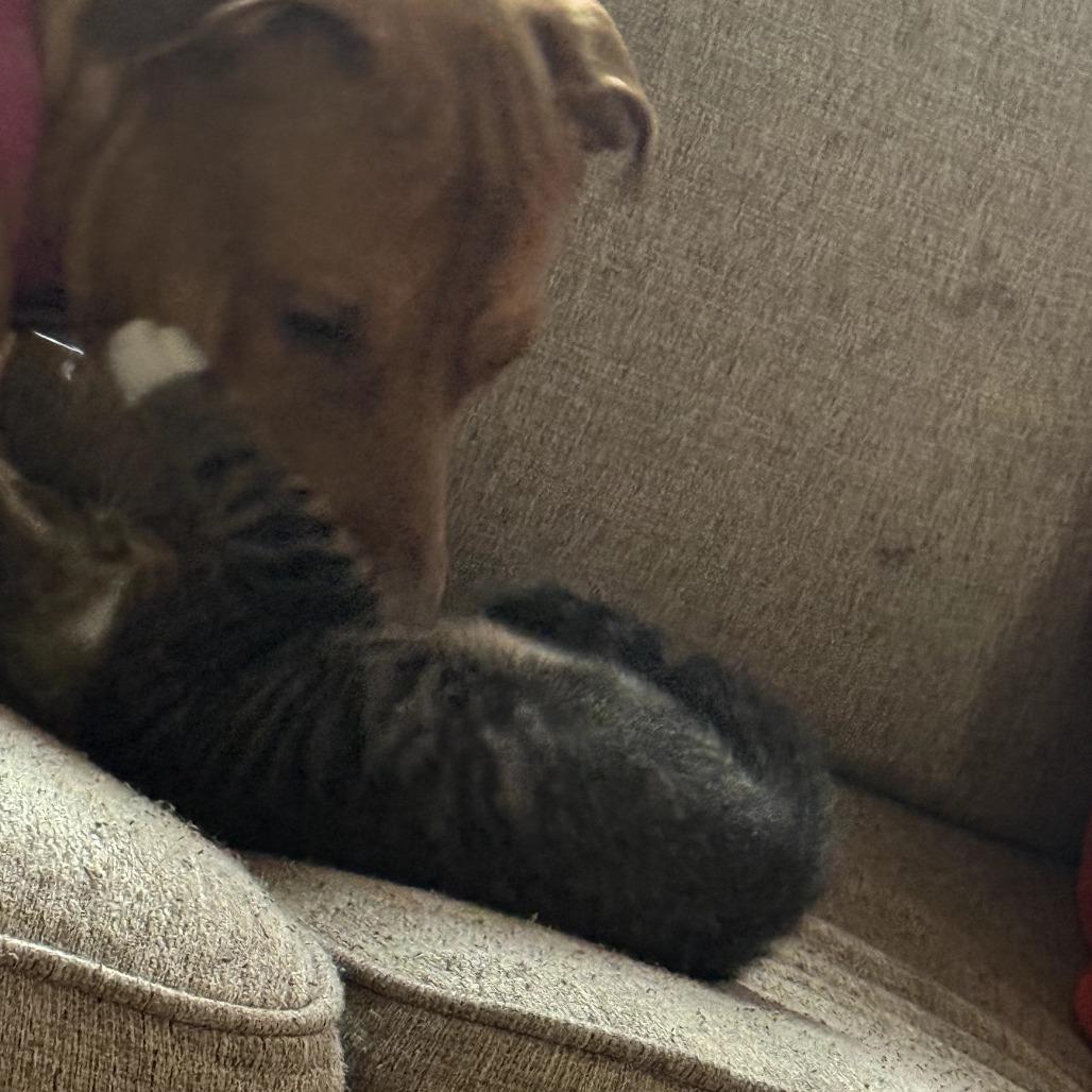 Blessyin, Adoptable, Adult Female Terrier.