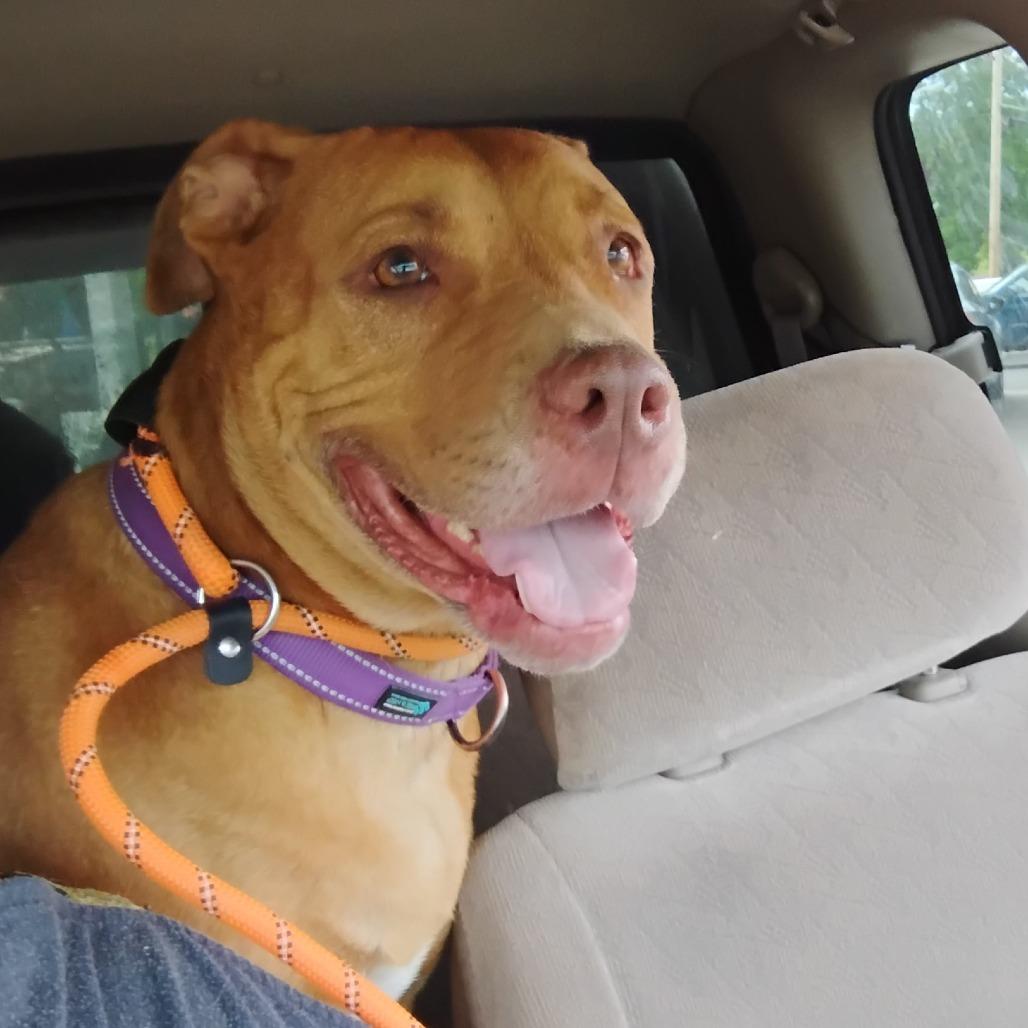 Blessyin, a Adoptable Terrier in Flintstone, MD image 2/6