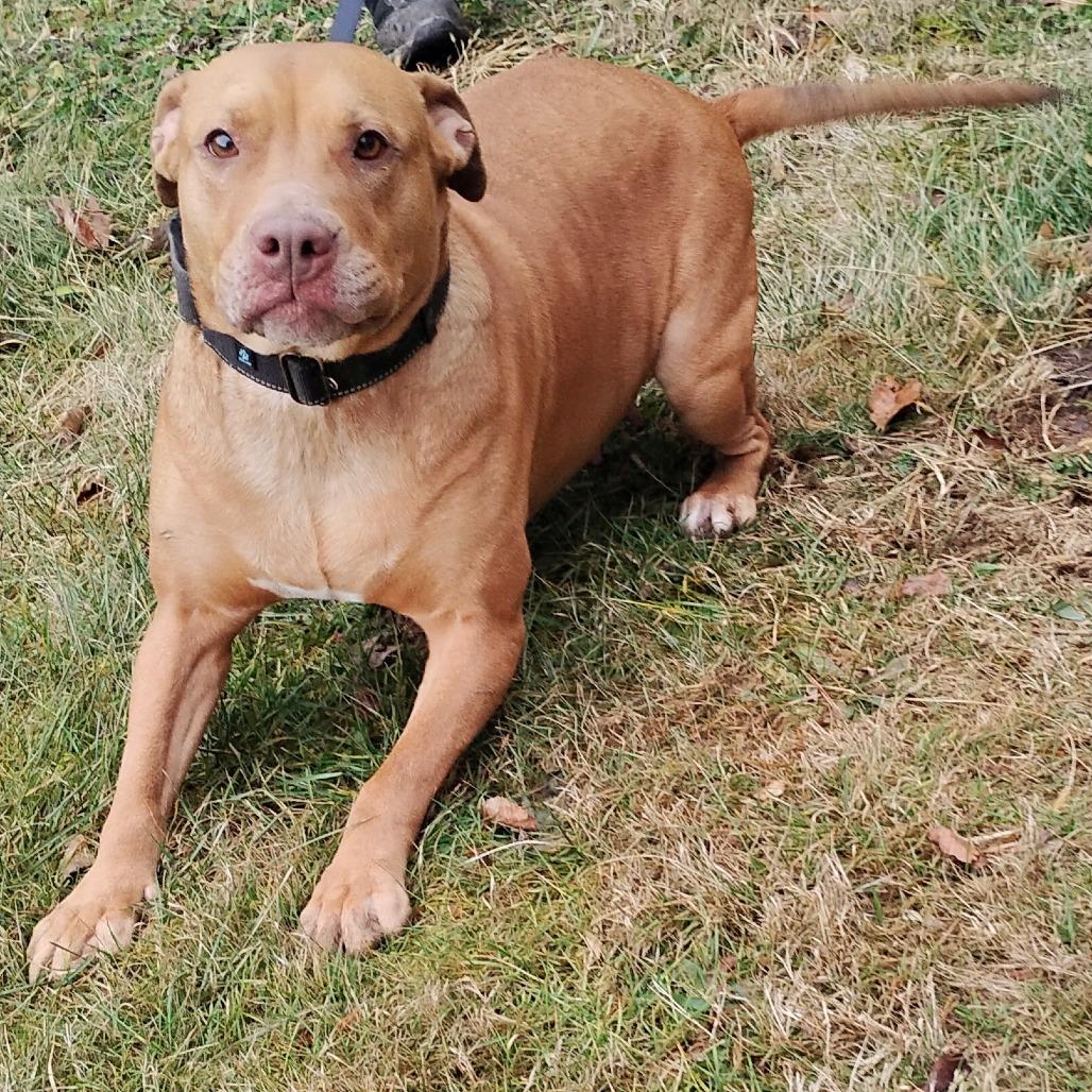 Blessyin, a Adoptable Terrier in Flintstone, MD image 2/6