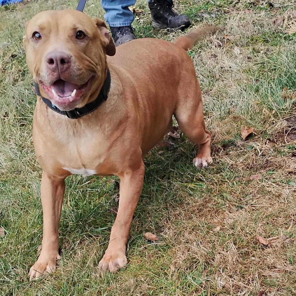 Blessyin, a Adoptable Terrier in Flintstone, MD image 3/6