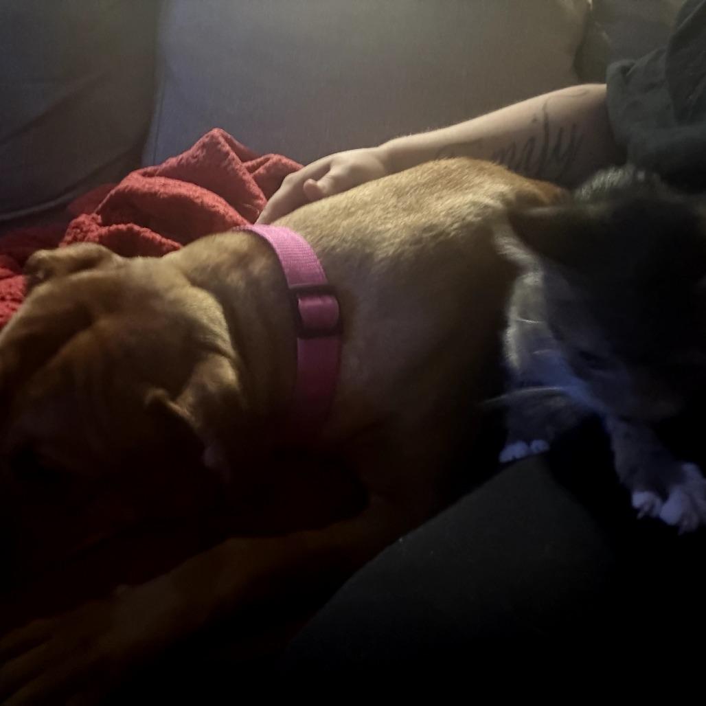 Blessyin, a Adoptable Terrier in Flintstone, MD image 5/6