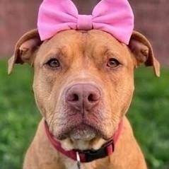 Blessyin, a Adoptable Terrier in Flintstone, MD image 5/6