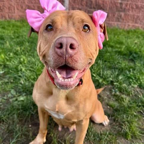 Blessyin, a Adoptable Terrier in Flintstone, MD image 6/6