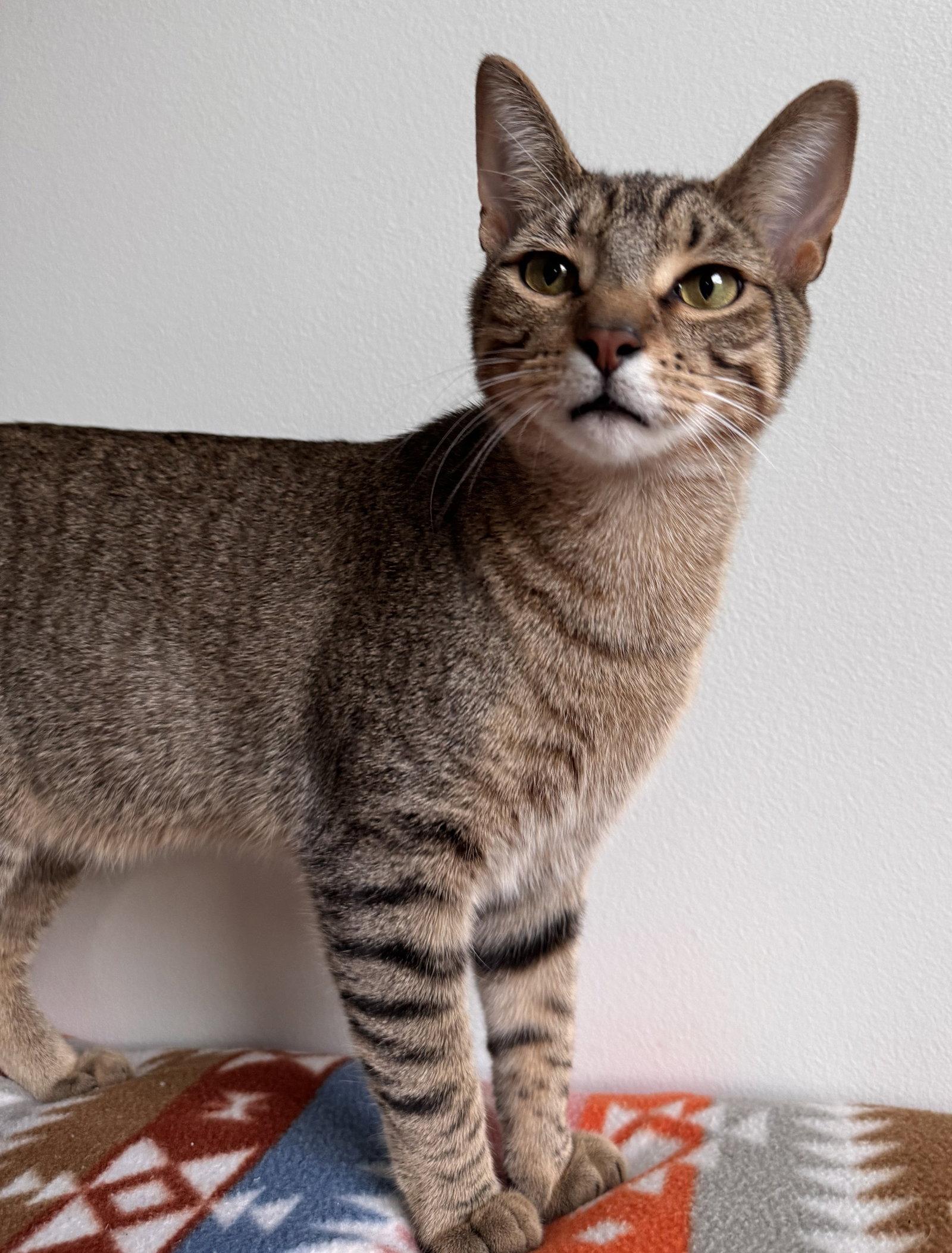 Lyra, Adoptable, Kitten Female Tabby & Domestic Short Hair.