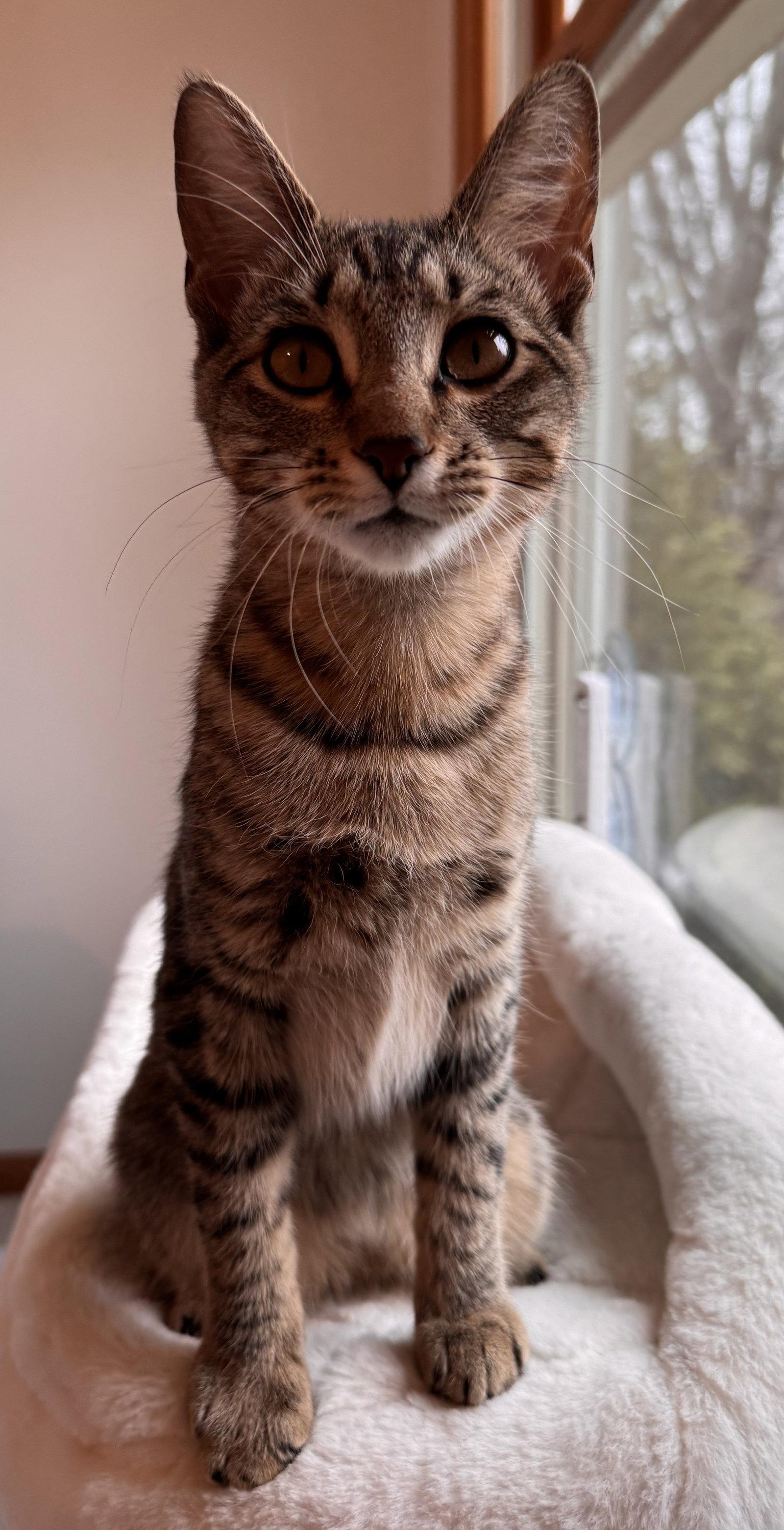 Lyra, Adoptable, Kitten Female Tabby & Domestic Short Hair.
