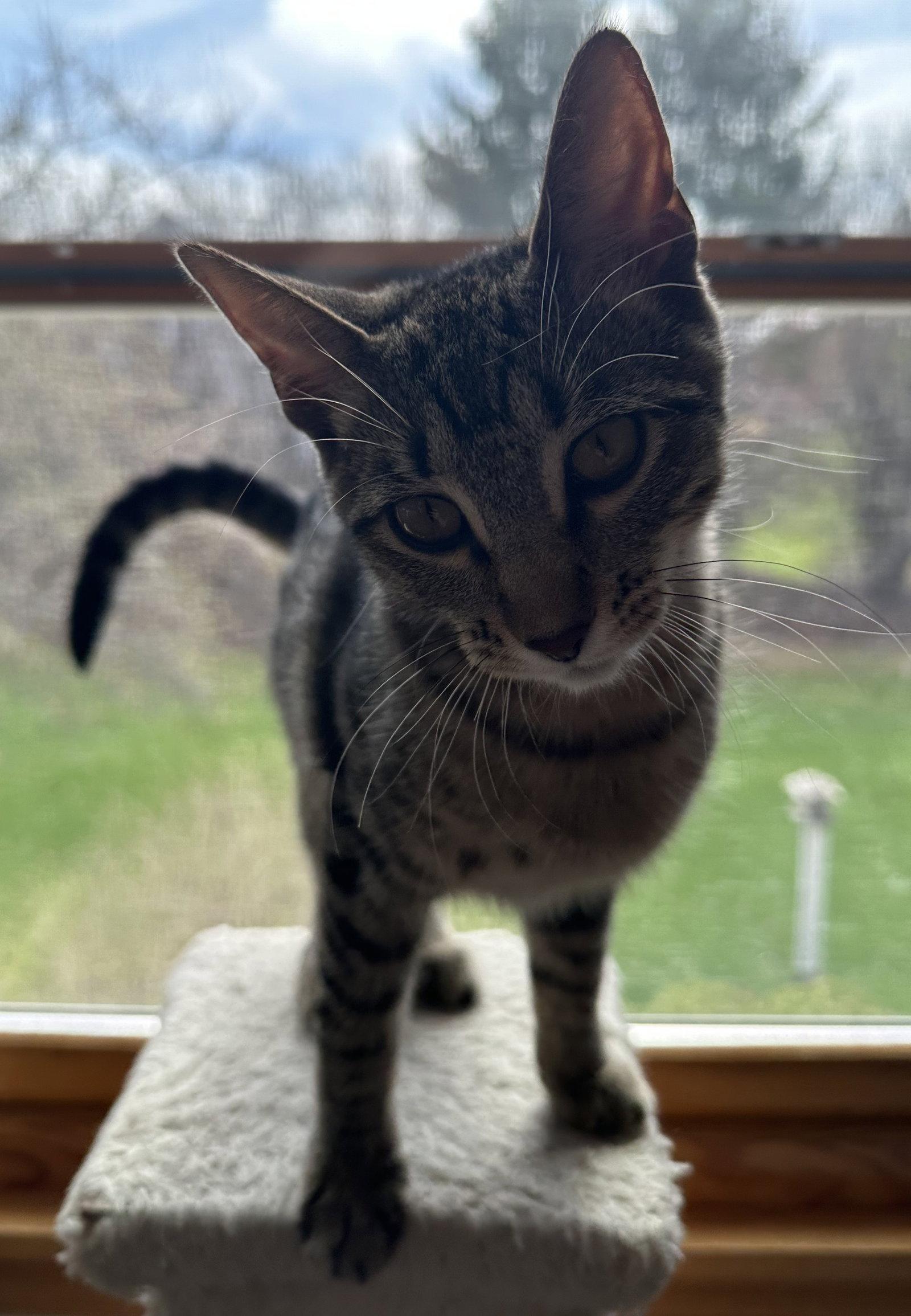 Lyra, a Adoptable mixed breed in Island Lake, IL image 2/3