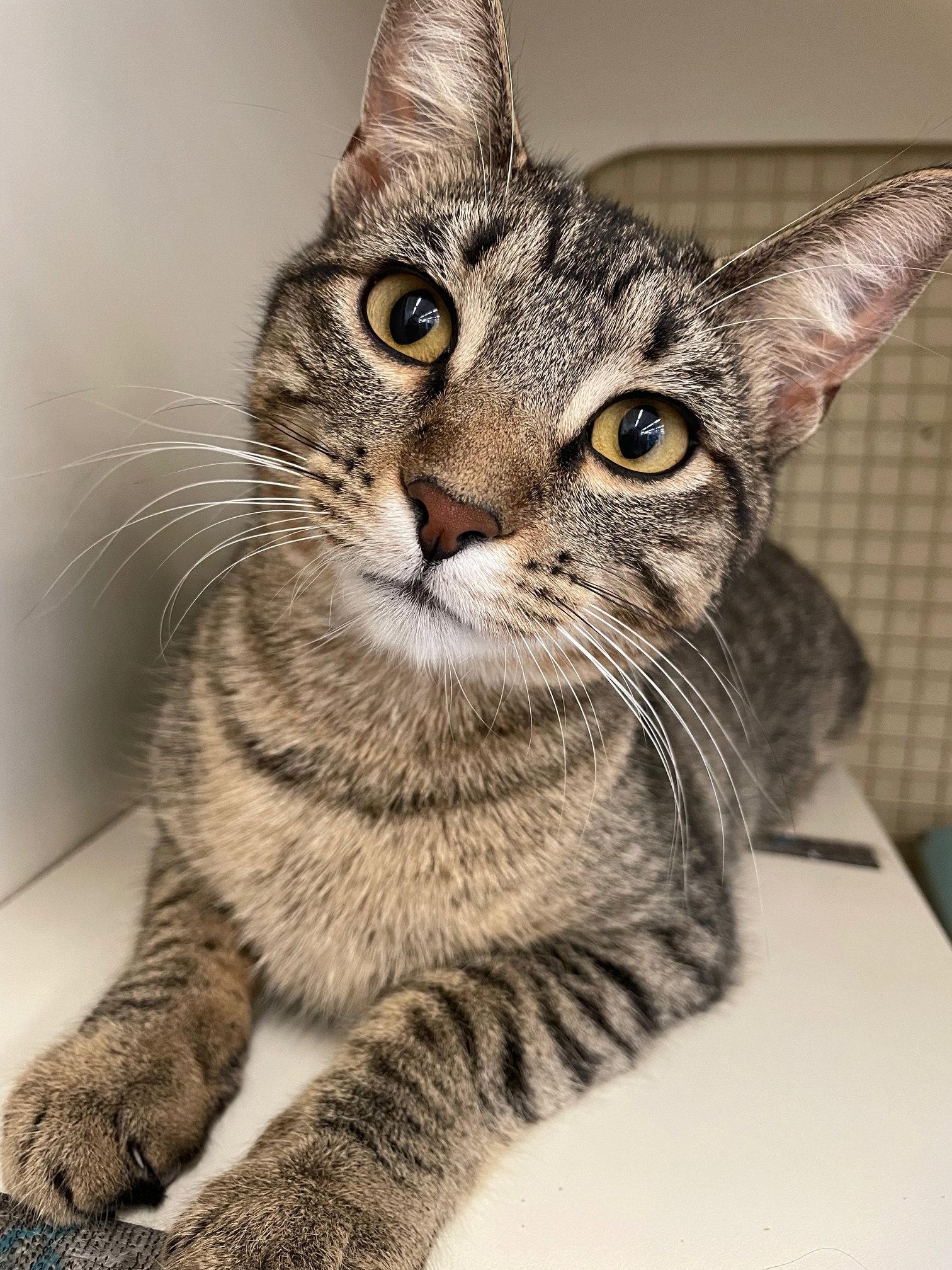 Enlarge Lyra, a Adoptable mixed breed in Island Lake, IL image 3/3