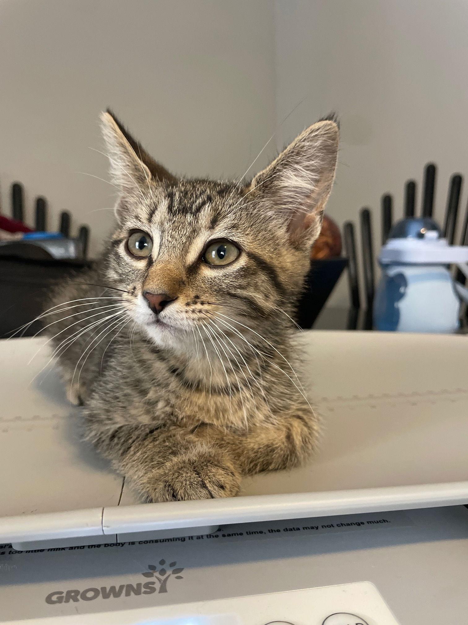 Lyra — thumbnail 5