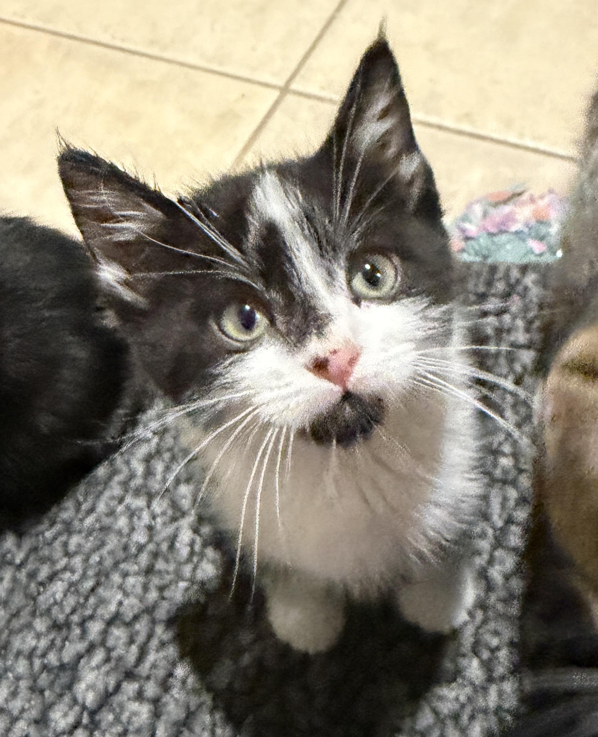 Derek, Adoptable, Kitten Male Domestic Short Hair.