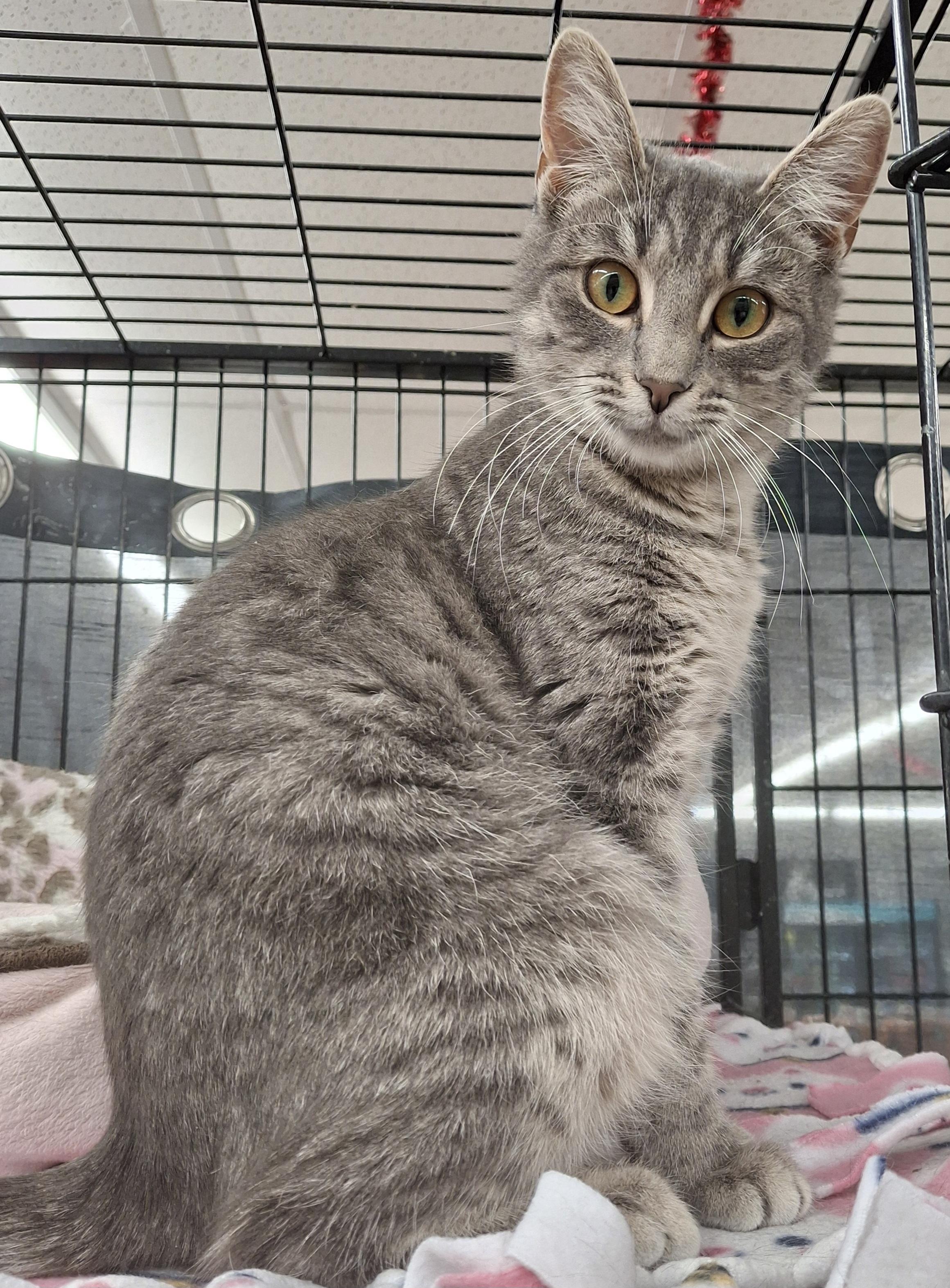 Enlarge Hadley, a Adoptable Tabby in Bear, DE image 1/1