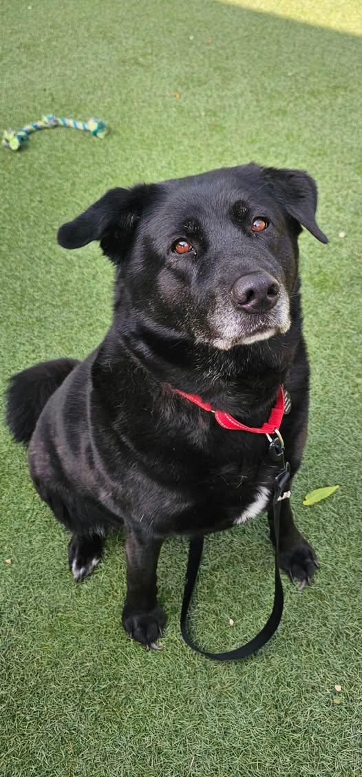 Enlarge Lacey, a Adoptable mixed breed in Breinigsville, PA image 3/6