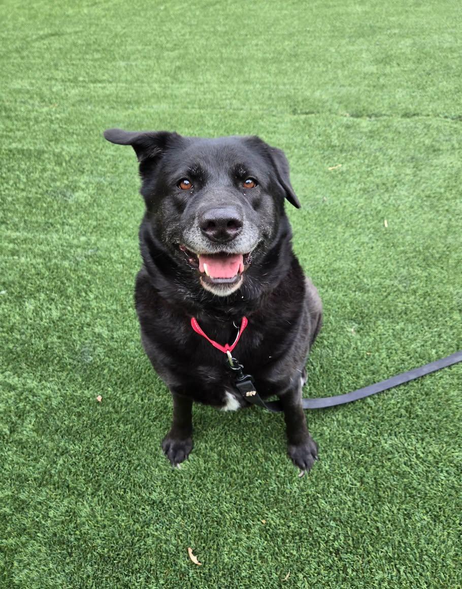 Enlarge Lacey, a Adoptable mixed breed in Breinigsville, PA image 6/6