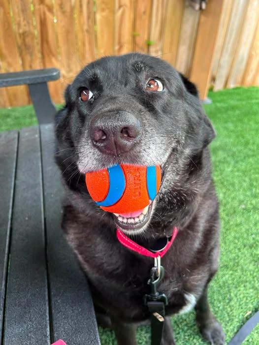 Enlarge Lacey, a Adoptable mixed breed in Breinigsville, PA image 2/6