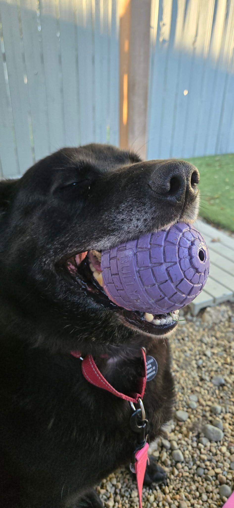 Enlarge Lacey, a Adoptable mixed breed in Breinigsville, PA image 5/6
