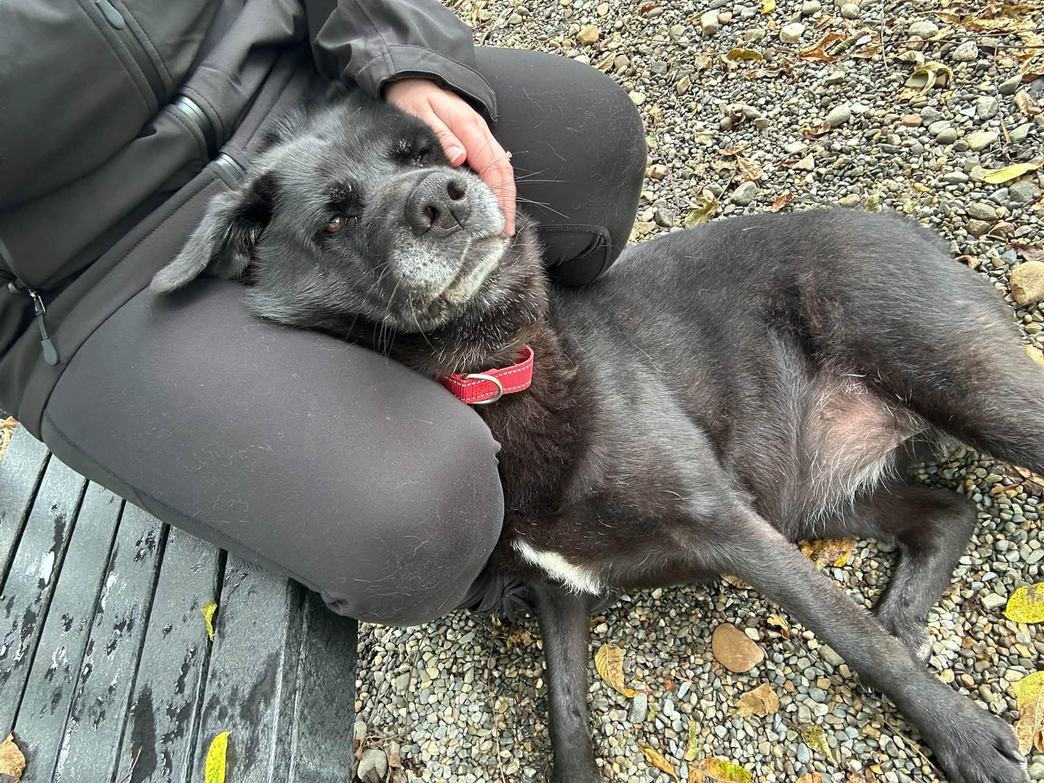 Enlarge Lacey, a Adoptable mixed breed in Breinigsville, PA image 4/6