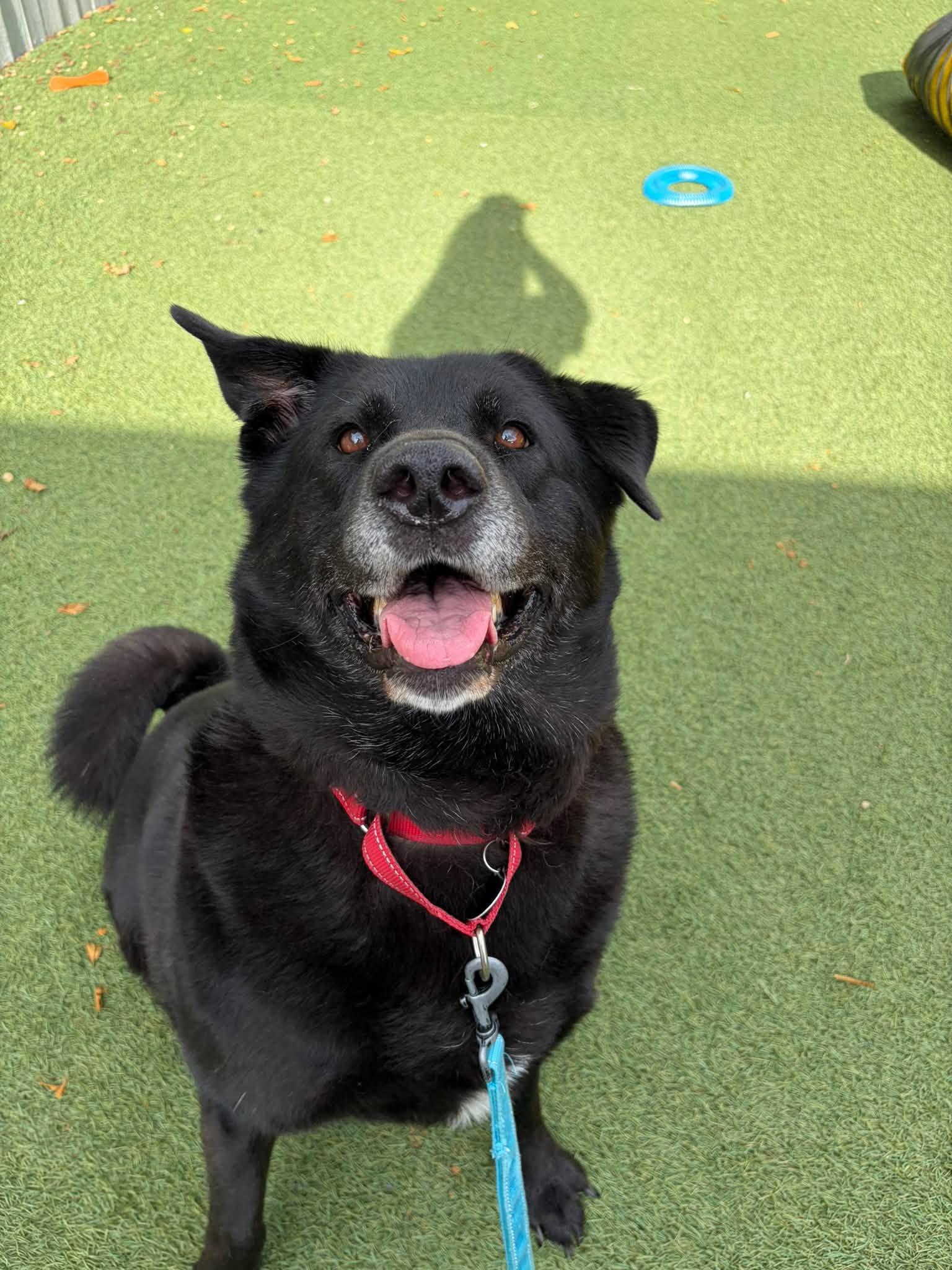 Enlarge Lacey, a Adoptable mixed breed in Breinigsville, PA image 1/6
