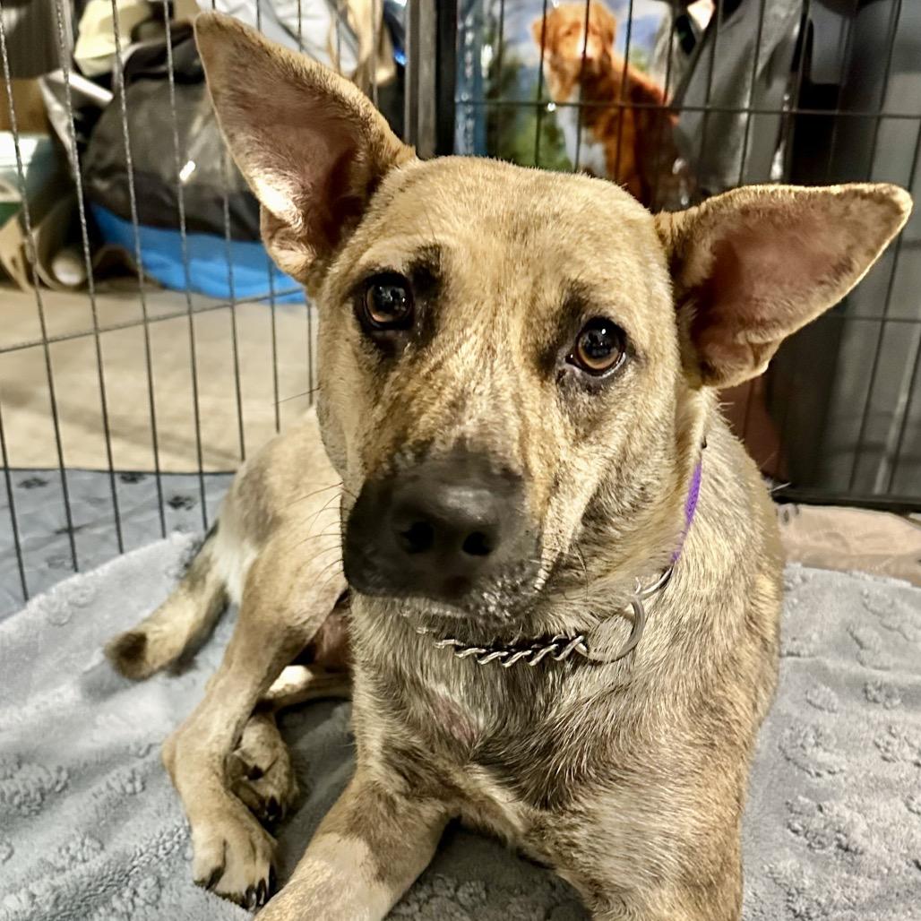 Robyn Courtesy Post, Adoptable, Adult Female Dutch Shepherd & Labrador Retriever.