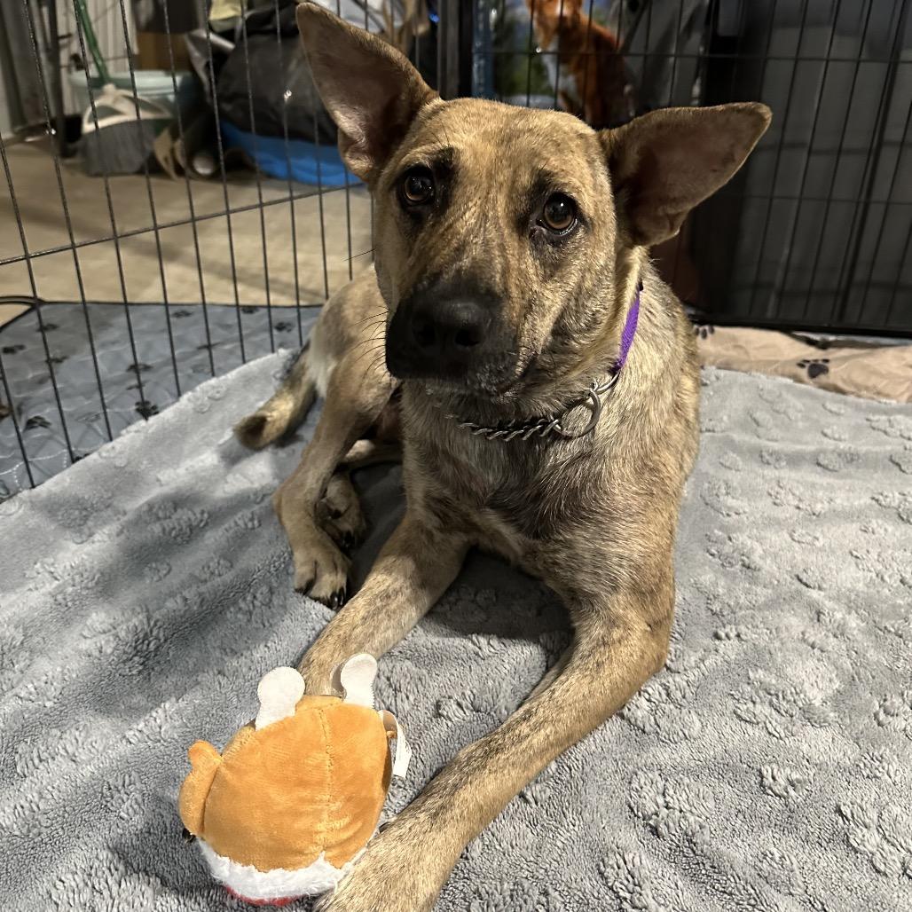 Robyn Courtesy Post, a Adoptable mixed breed in Long Beach, CA image 2/2