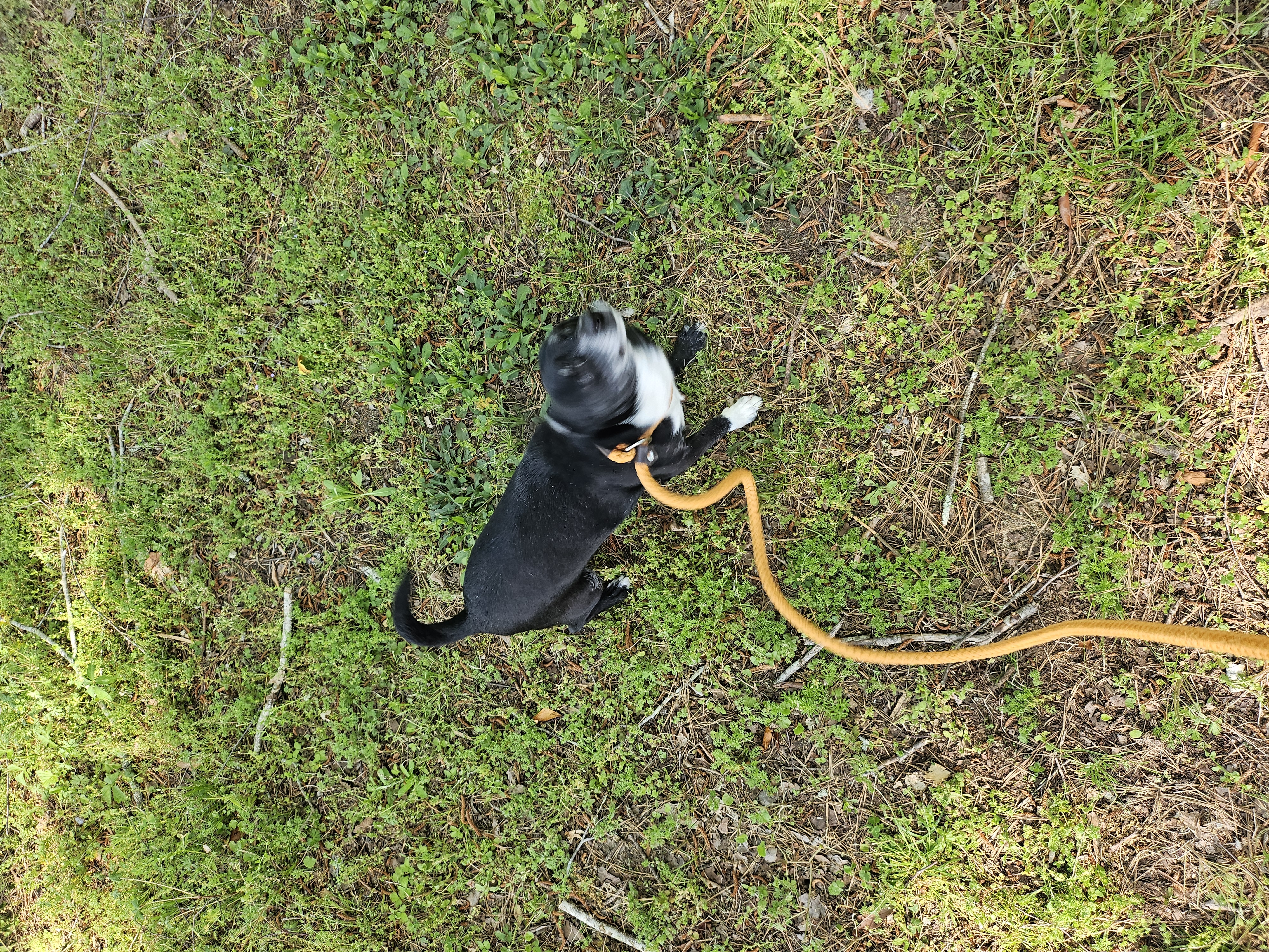 Biddy, a Adopted mixed breed in St. George, SC image 1/4