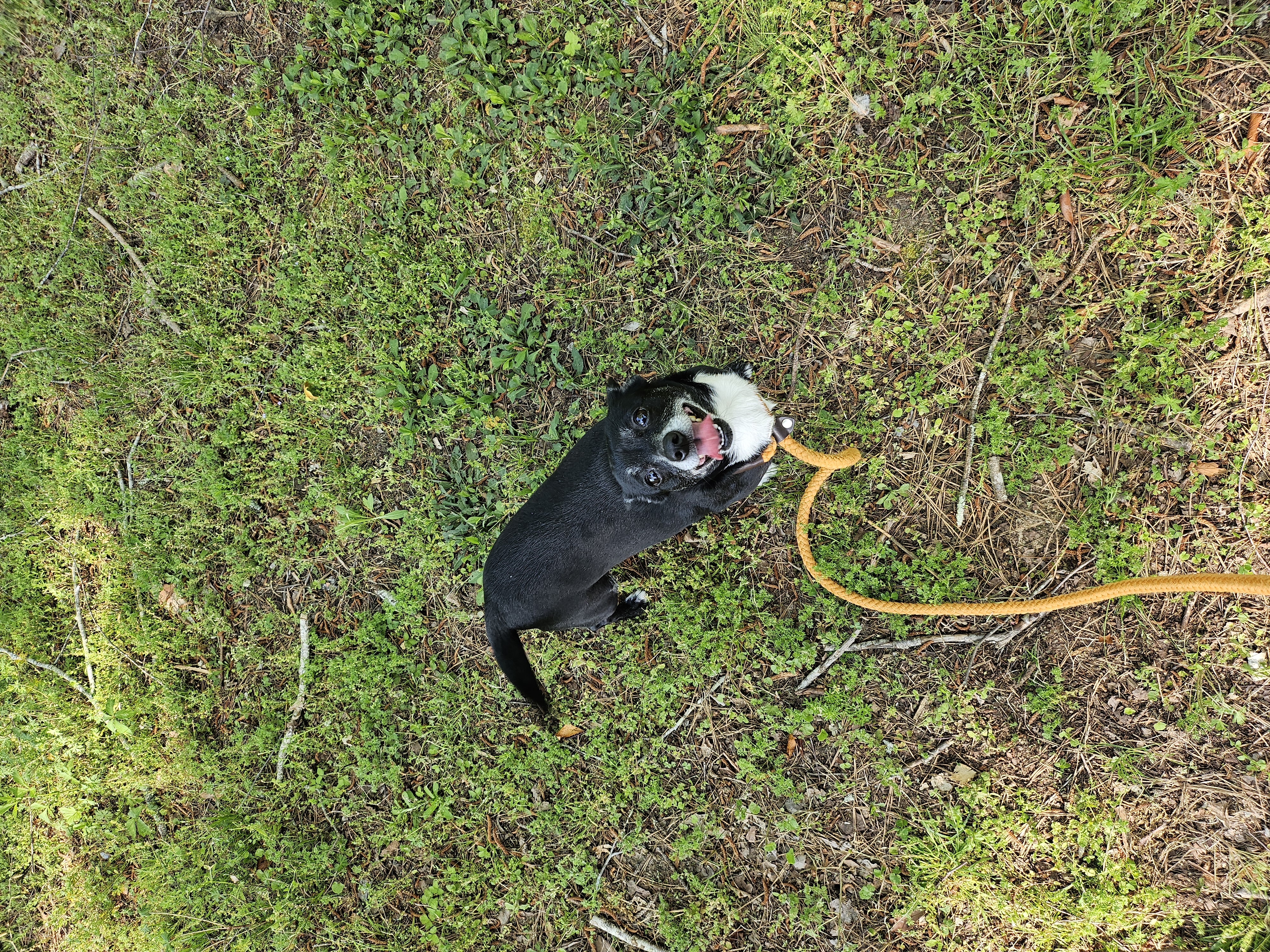 Biddy, a Adopted mixed breed in St. George, SC image 2/4