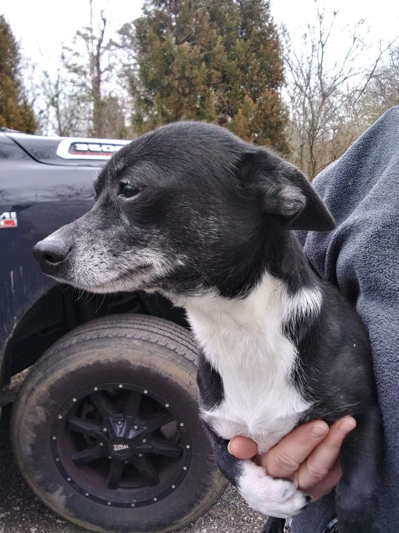 Biddy, a Adopted mixed breed in St. George, SC image 3/4