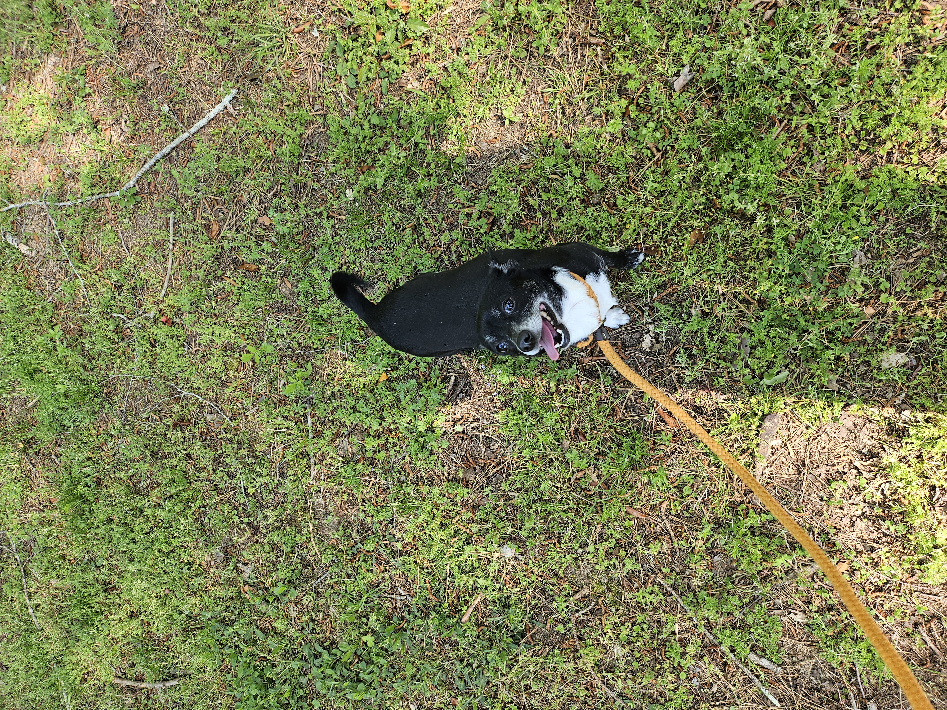 Biddy, a Adopted mixed breed in St. George, SC image 4/4