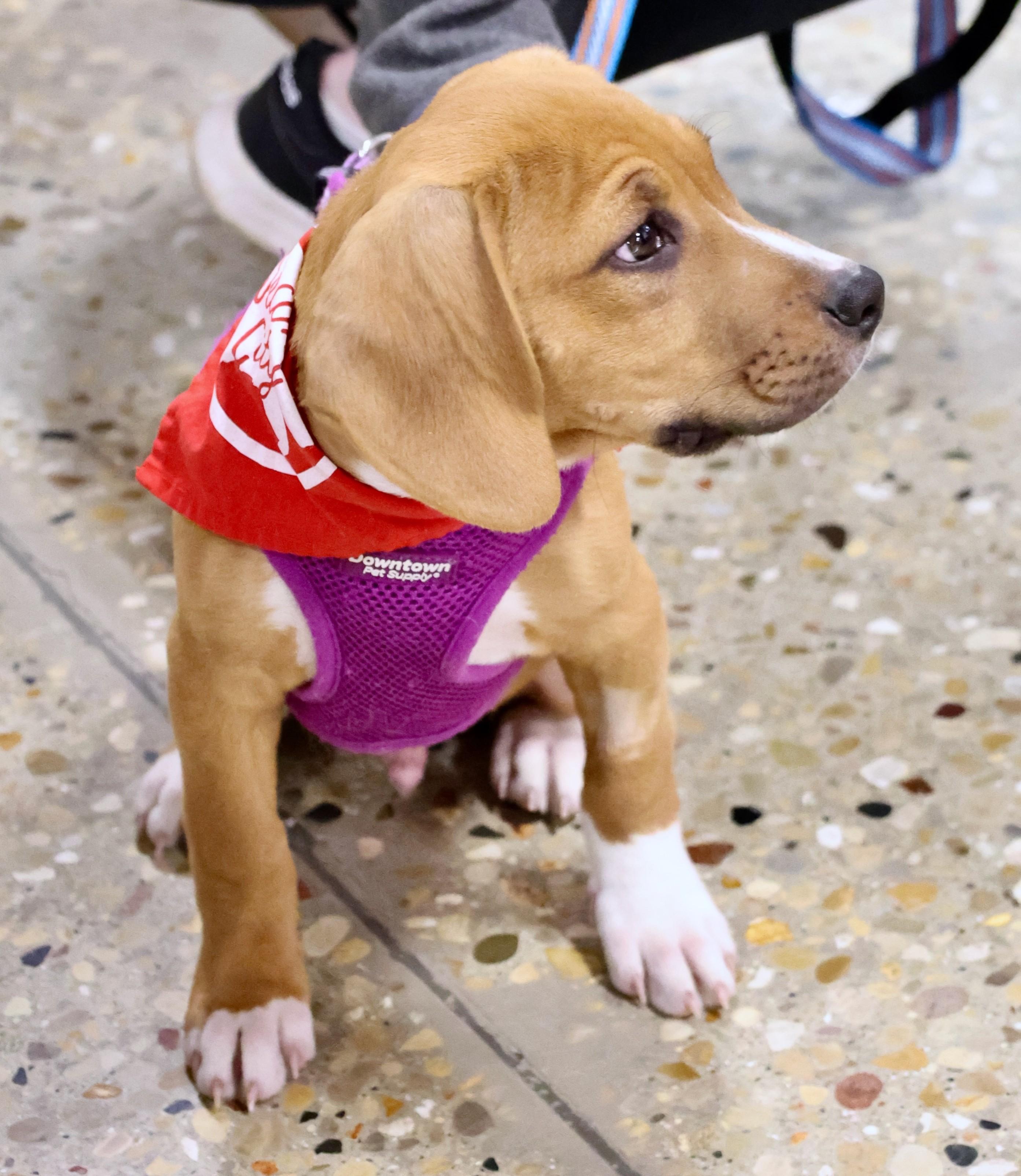 Enlarge Elliot, an adopted mixed breed in Palatine, IL image 5/5