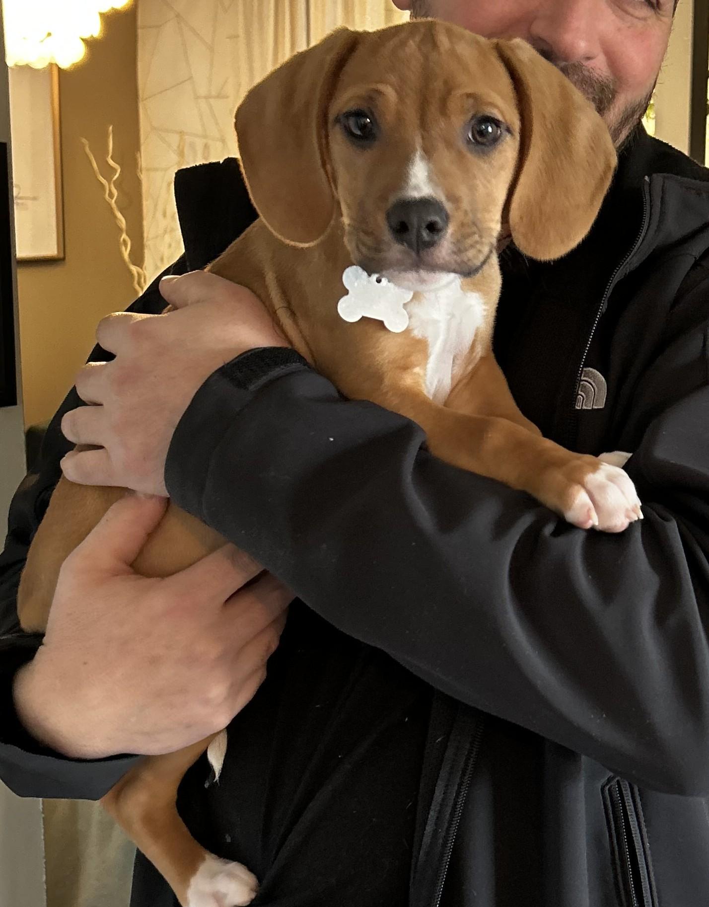 Enlarge Elliot, an adoptable mixed breed in Palatine, IL image 2/3