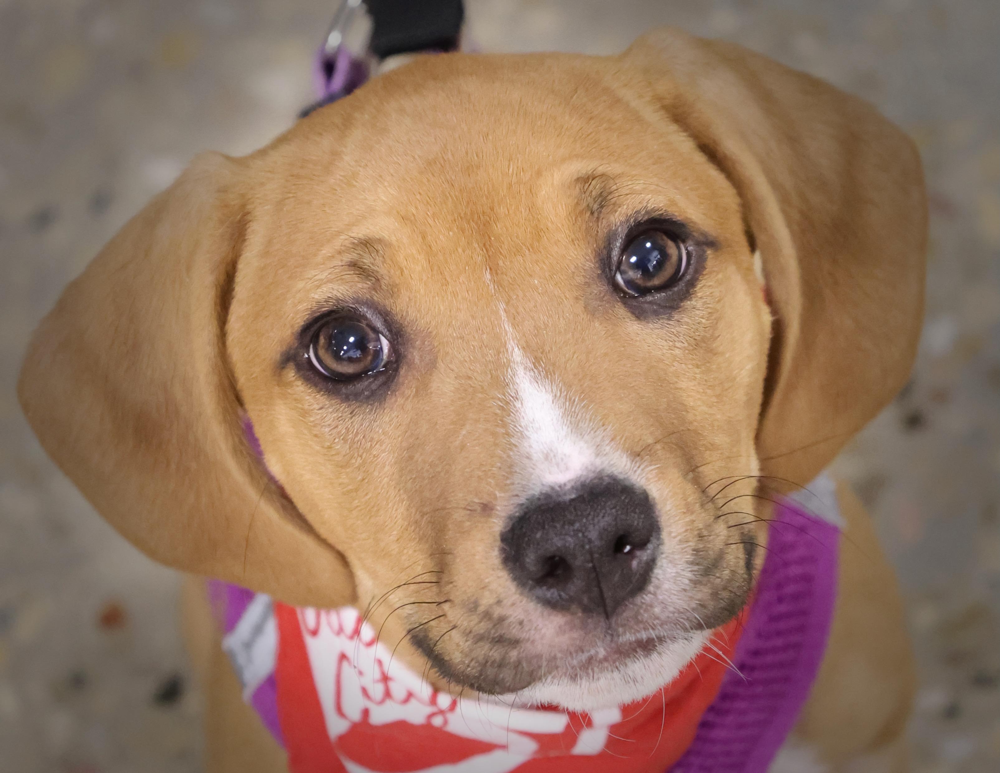 Enlarge Elliot, an adopted mixed breed in Palatine, IL image 1/5