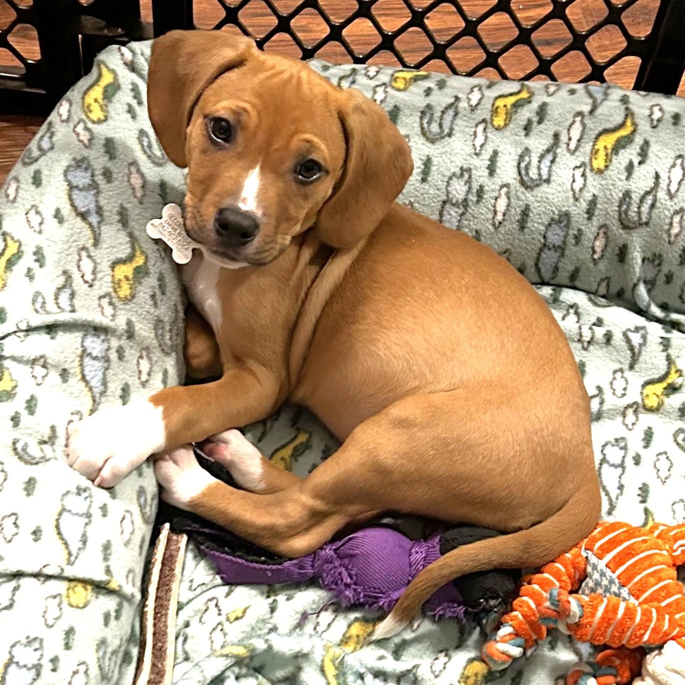 Elliot, adoptable, Puppy Male Hound & Mixed Breed.