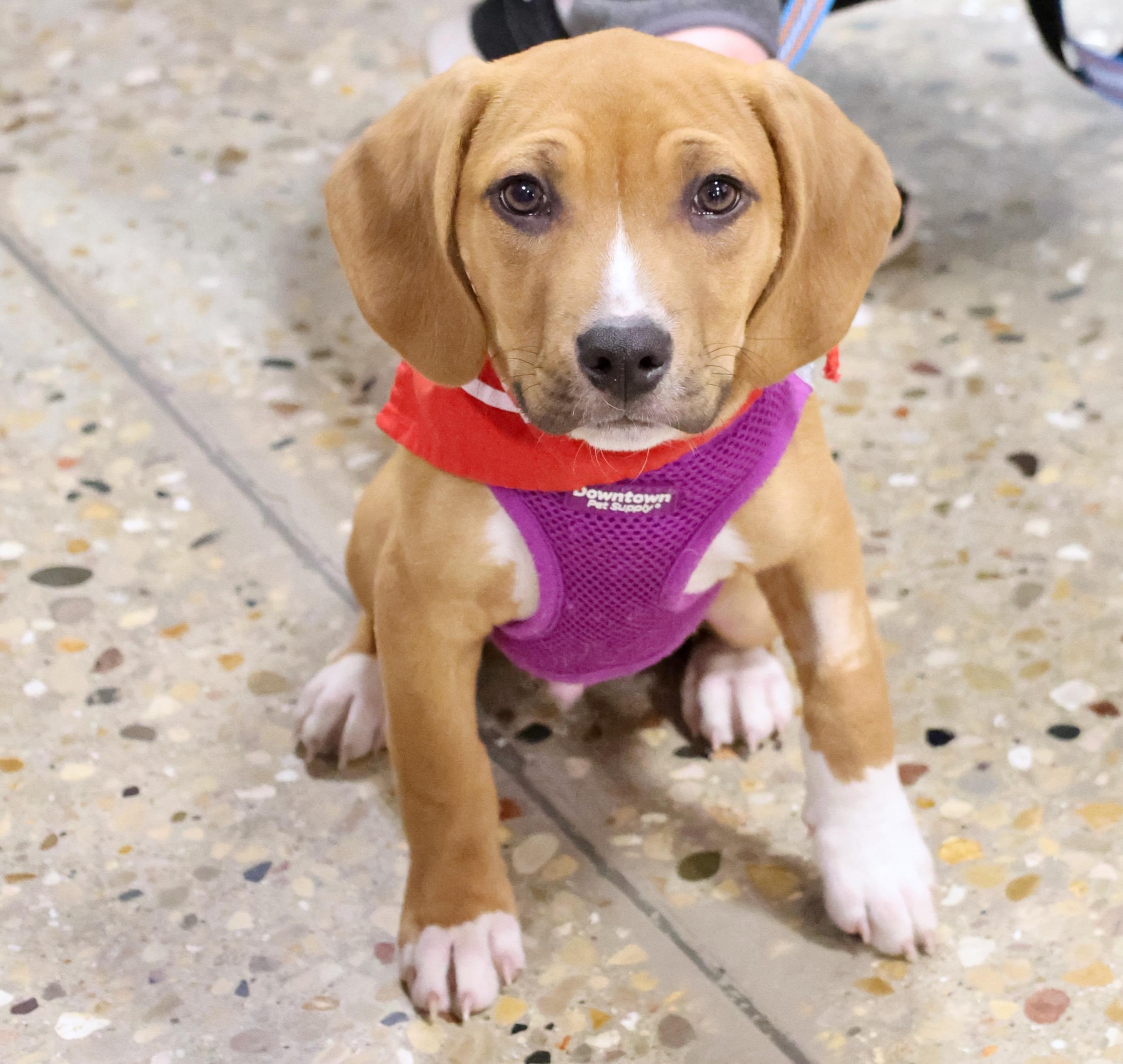 Enlarge Elliot, an adopted mixed breed in Palatine, IL image 4/5