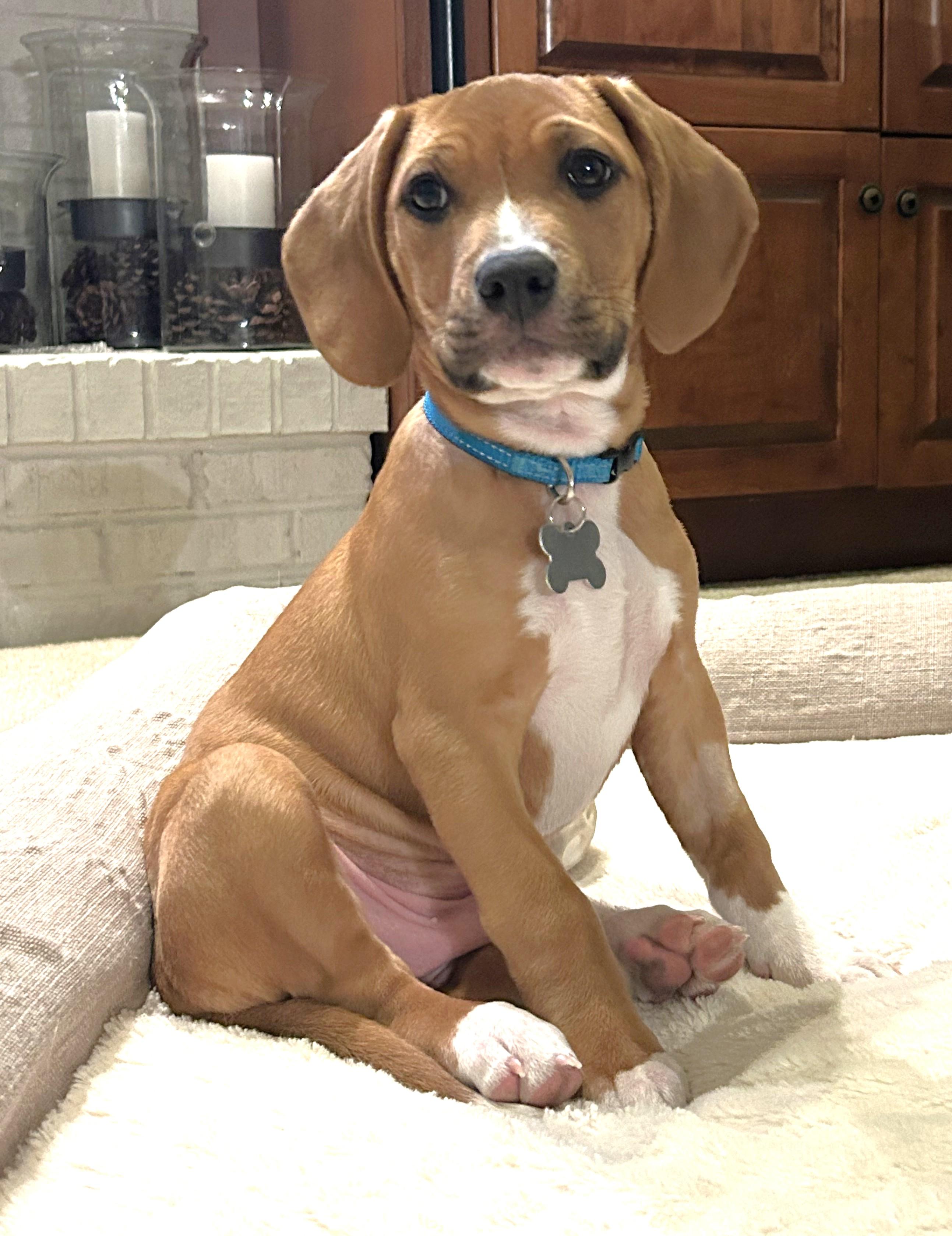 Enlarge Elliot, an adopted mixed breed in Palatine, IL image 2/5