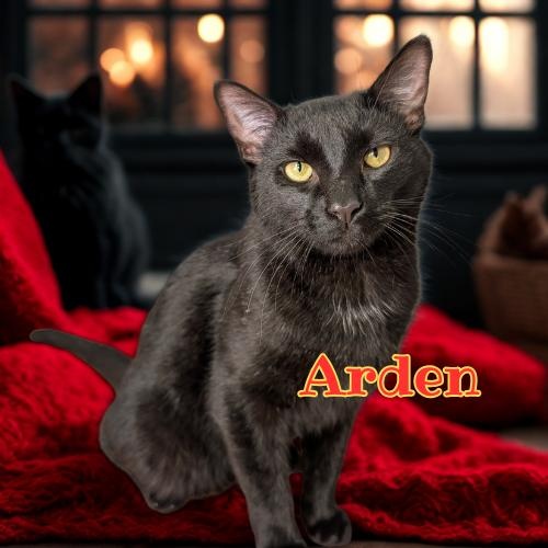 Arden-Loving Heartbreaker, a Adoptable Domestic Short Hair in Laurel, MD image 3/4