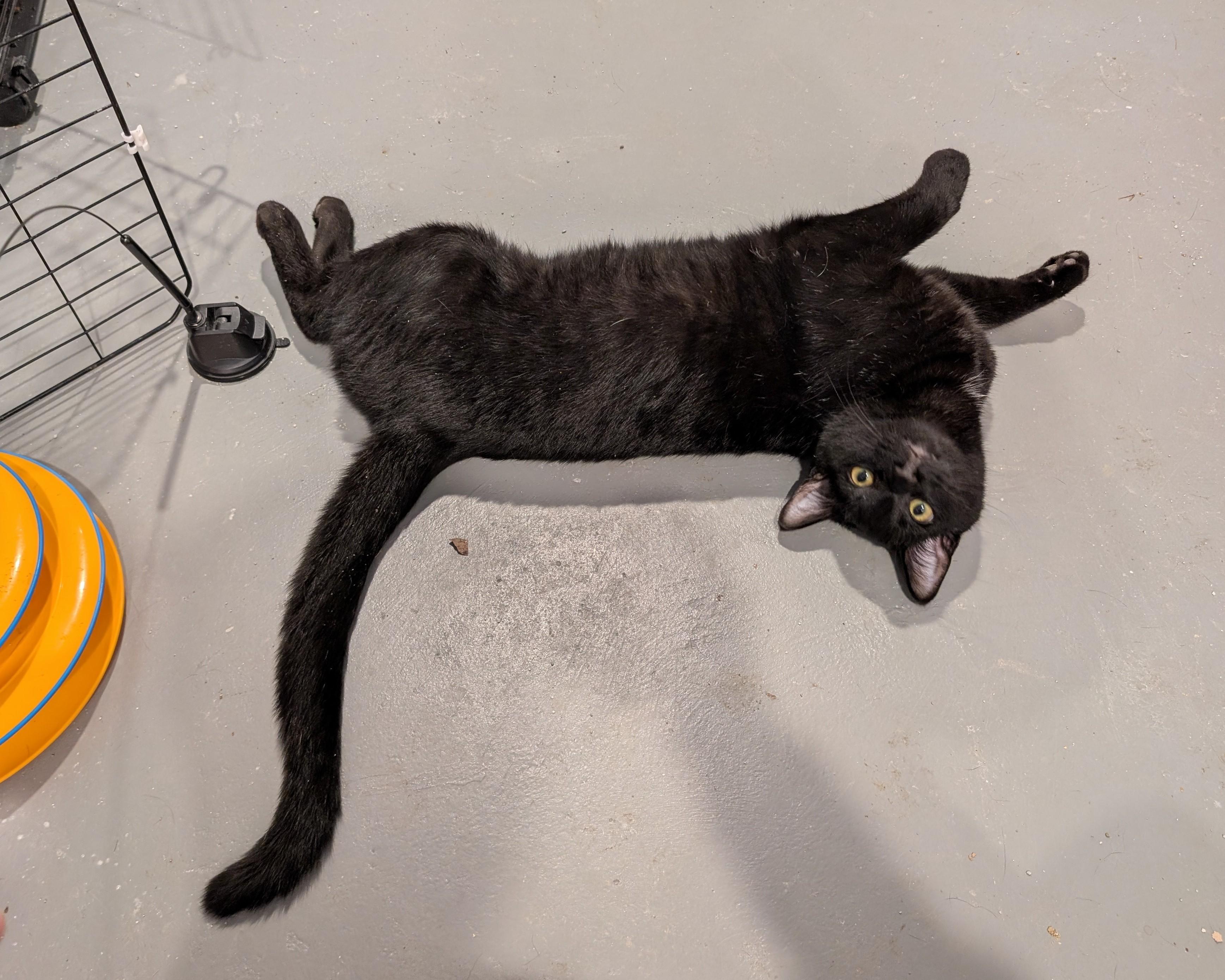 Arden-Loving Heartbreaker, a Adoptable Domestic Short Hair in Laurel, MD image 4/4