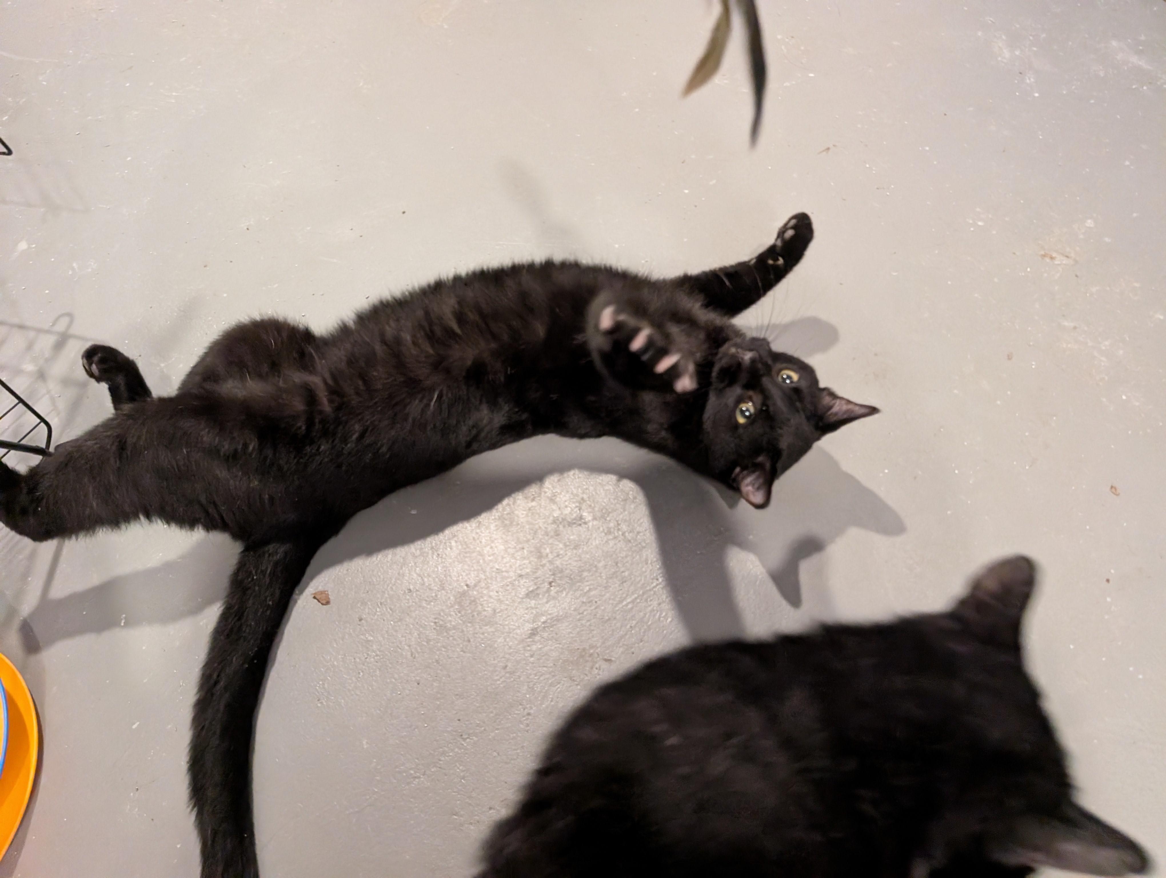 Arden-Loving Heartbreaker, a Adoptable Domestic Short Hair in Laurel, MD image 2/4